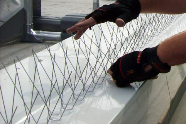 About Eco Environmental - Bird Control Specialists: Bird Spikes Installation