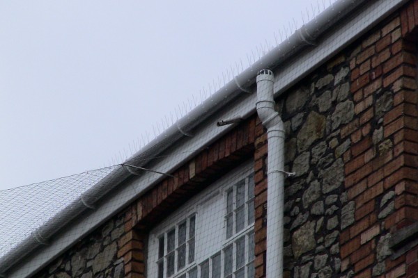 Bird Spikes Can Be Used As Part of A Greater Bird Deterrent Solution, for example with Anti Bird Netting
