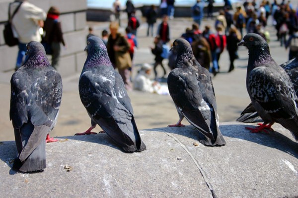 Pigeon Deterrents from Eco Environmental