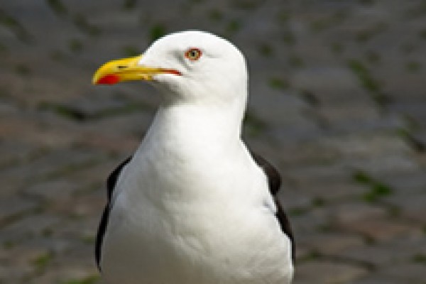 Seagull Deterrents and Seagull Scarers