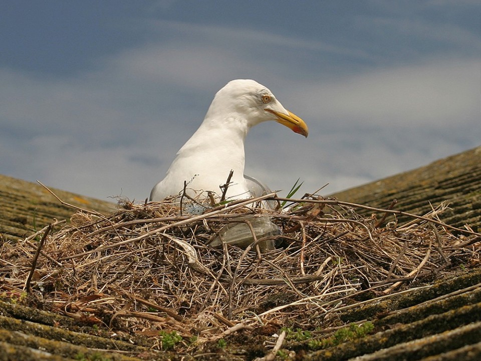 Gull Nesting