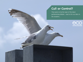 Eco Environmental Services Offer Non-lethal & Humane Gull Deterrent Options.