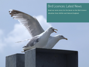 Bird Licences: Latest News