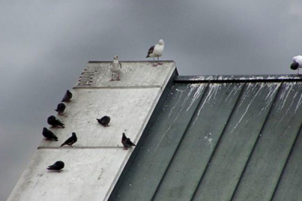 BEFORE installation of Electric Bird Deterrent AVISHOCK™: Bird Control problem on a roof.
