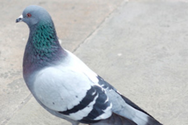 We provide a whole host of Pigeon Deterrent solutions