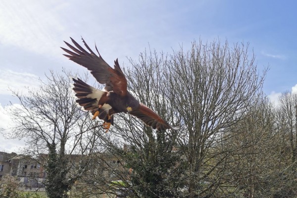 Harris the Hawk in Action