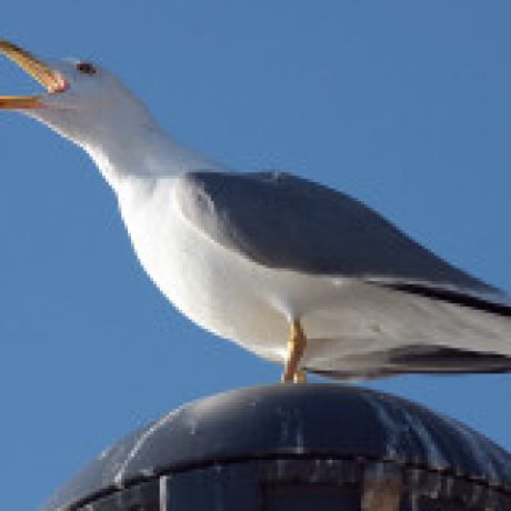 Seagull Deterrents