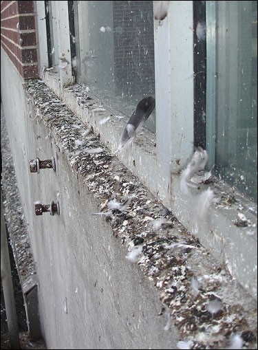 Build up of dried Pigeon Fouling