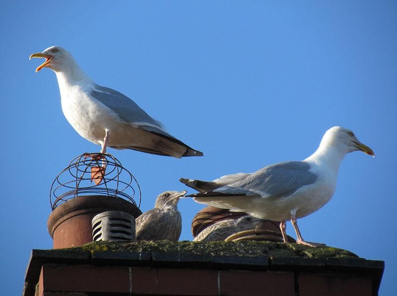 Nesting Gulls with their Chicks