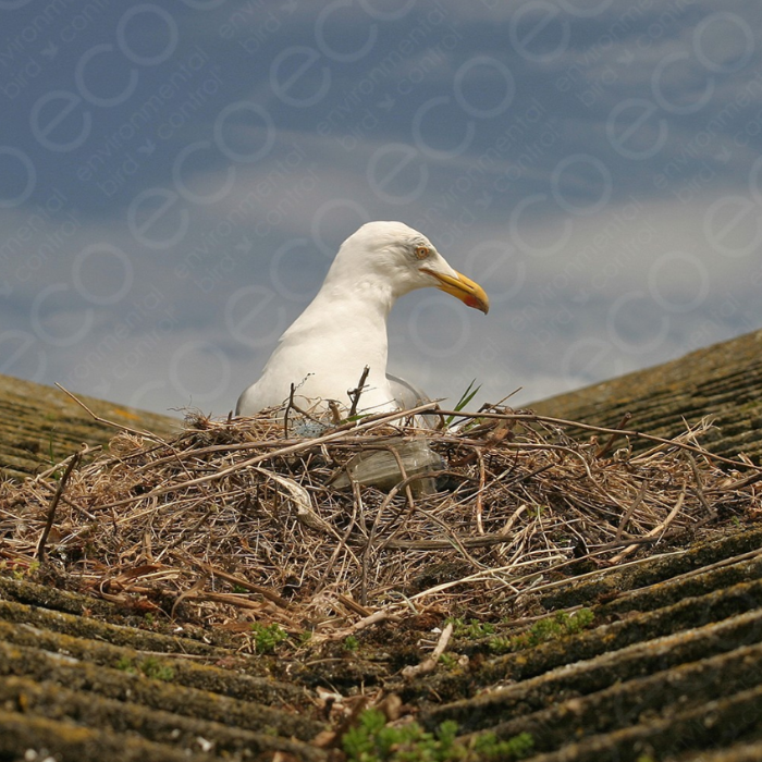 Gull's Nest Built on Building's Roof