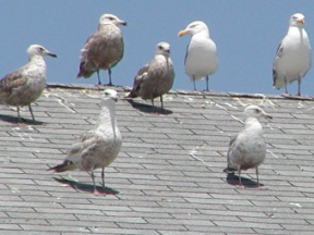 Protect your Business from Nesting Gulls