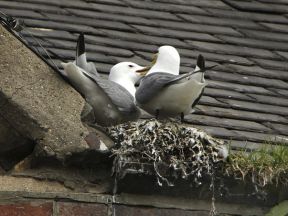 Take action now and control the pecking order on your Roofs and Buildings.