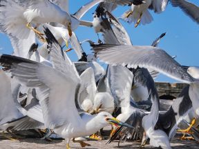 Seagull attacks on the increase