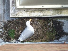 How does a seagull manage to flood a roof?