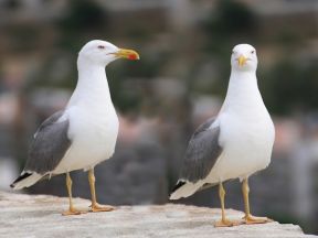 Deterrents for your property to prevent nesting seagulls