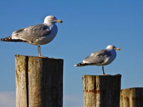 Beat seagulls with effective bird deterrents that will not harm