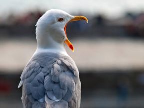2011:  A busy breeding year for Seagulls