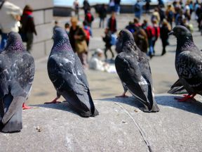BBC warns of soaring numbers of pigeons