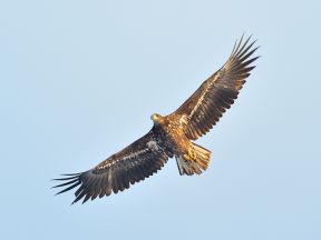 Hawks used as Seagull Deterrents