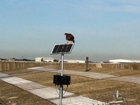 Solar-powered Audio Seagull Scarers and Natural Falconry Create Winning Bird Deterrent