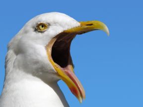 Desperate seagull deterrents employed to control gulls