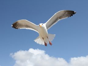 2011 Season of Seagull Deterrent Systems Successfully Completed