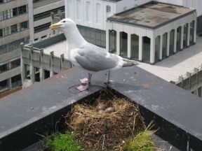Seagull Nesting Season  - It’s that wonderful time of the year again!!
