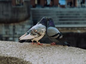 ​Avian Influenza in Birds – Latest Update