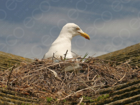 Gulls Occupying Cities and Urban Areas