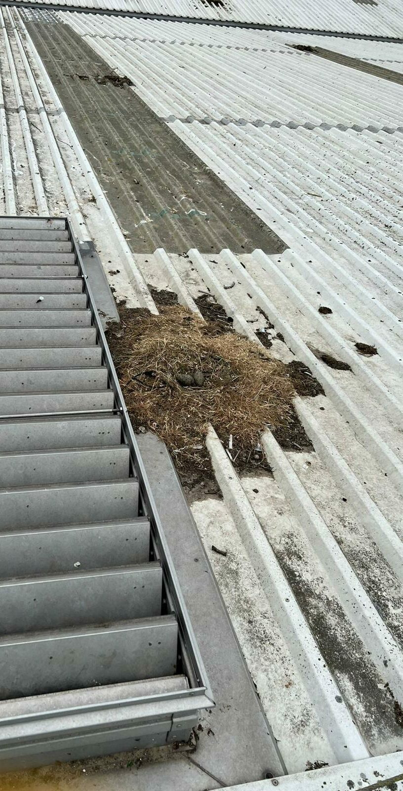 Gull nest and associated debris on commercial rooftop